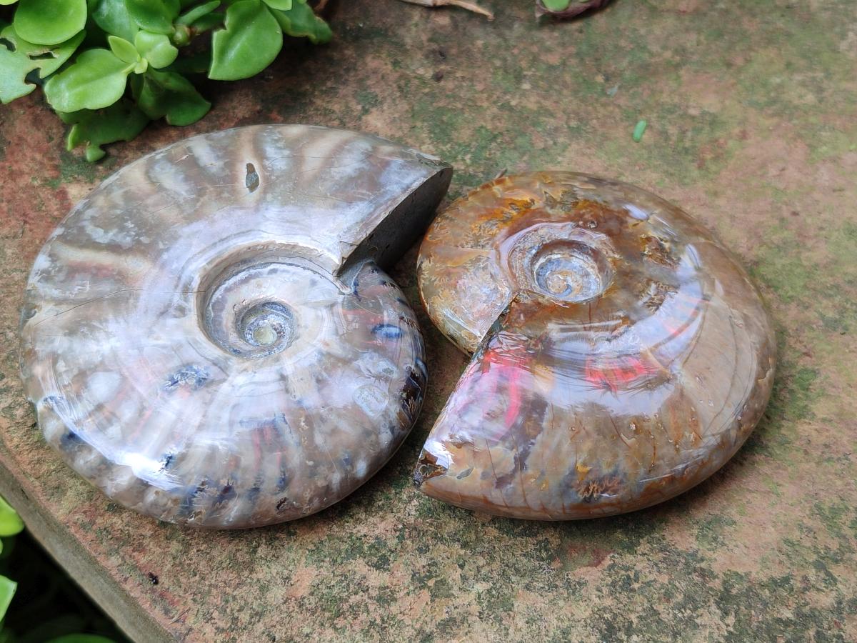 Polished Rare Red Ammolite Ammonite Fossils x 2 From Tulear, Madagascar
