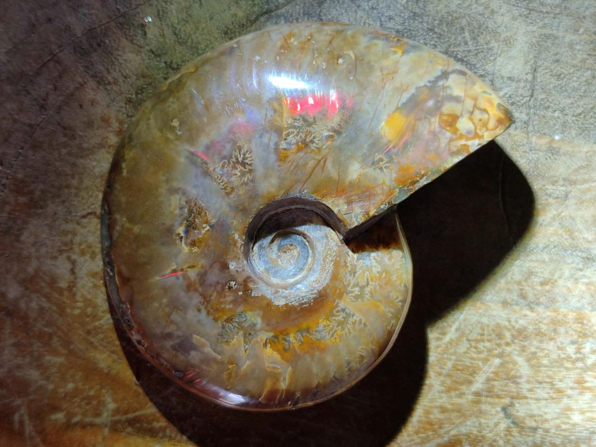 Polished Rare Red Ammolite Ammonite Fossils x 2 From Tulear, Madagascar