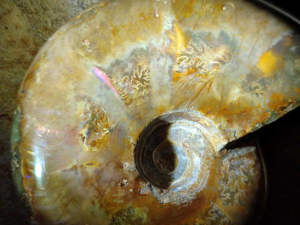 Polished Rare Red Ammolite Ammonite Fossils x 2 From Tulear, Madagascar