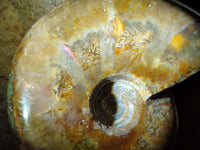 Polished Rare Red Ammolite Ammonite Fossils x 2 From Tulear, Madagascar