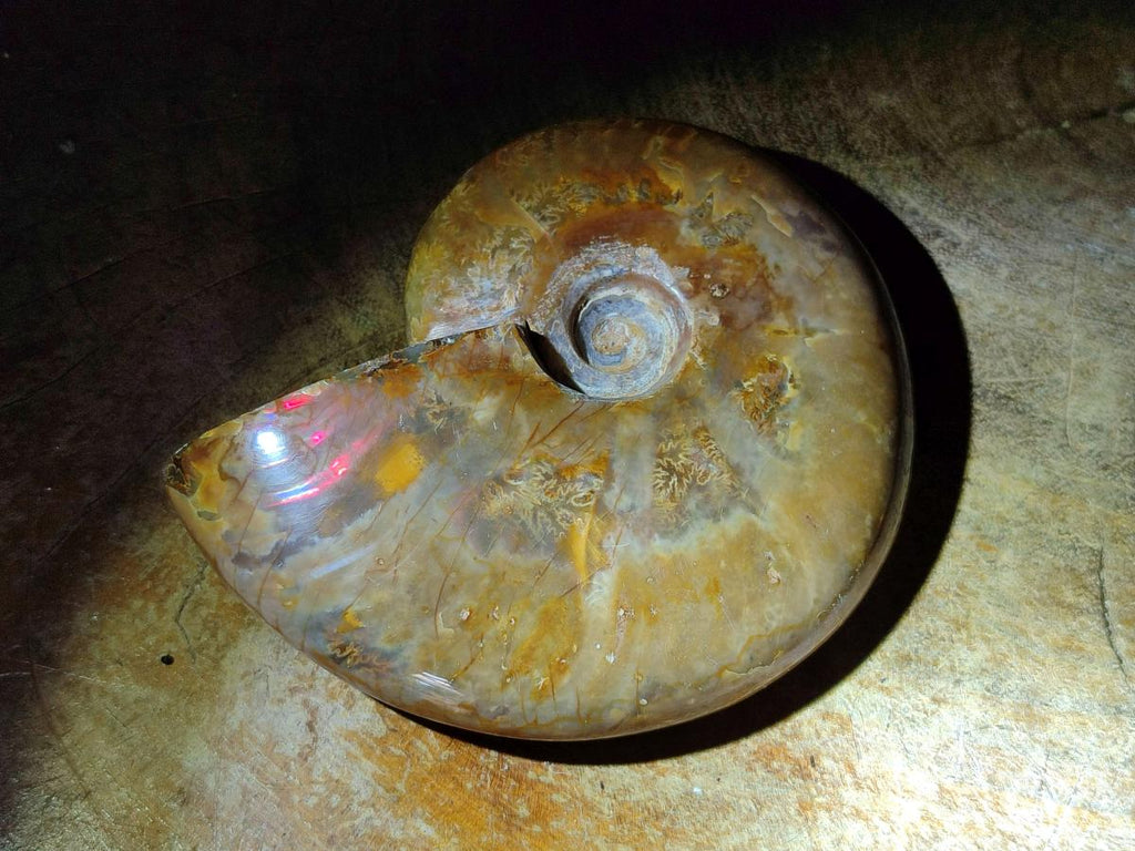 Polished Rare Red Ammolite Ammonite Fossils x 2 From Tulear, Madagascar