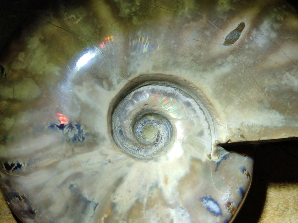 Polished Rare Red Ammolite Ammonite Fossils x 2 From Tulear, Madagascar