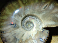 Polished Rare Red Ammolite Ammonite Fossils x 2 From Tulear, Madagascar