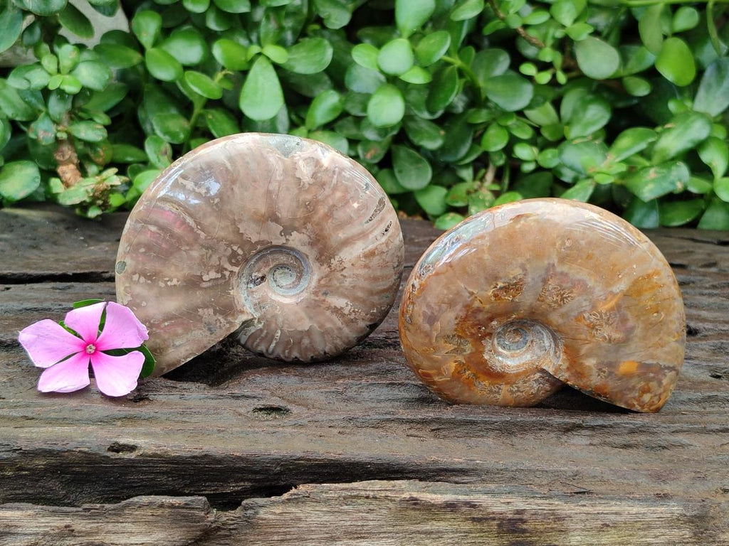 Polished Rare Red Ammolite Ammonite Fossils x 2 From Tulear, Madagascar