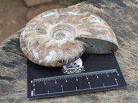 Polished Rare Red Ammolite Ammonite Fossils x 2 From Tulear, Madagascar