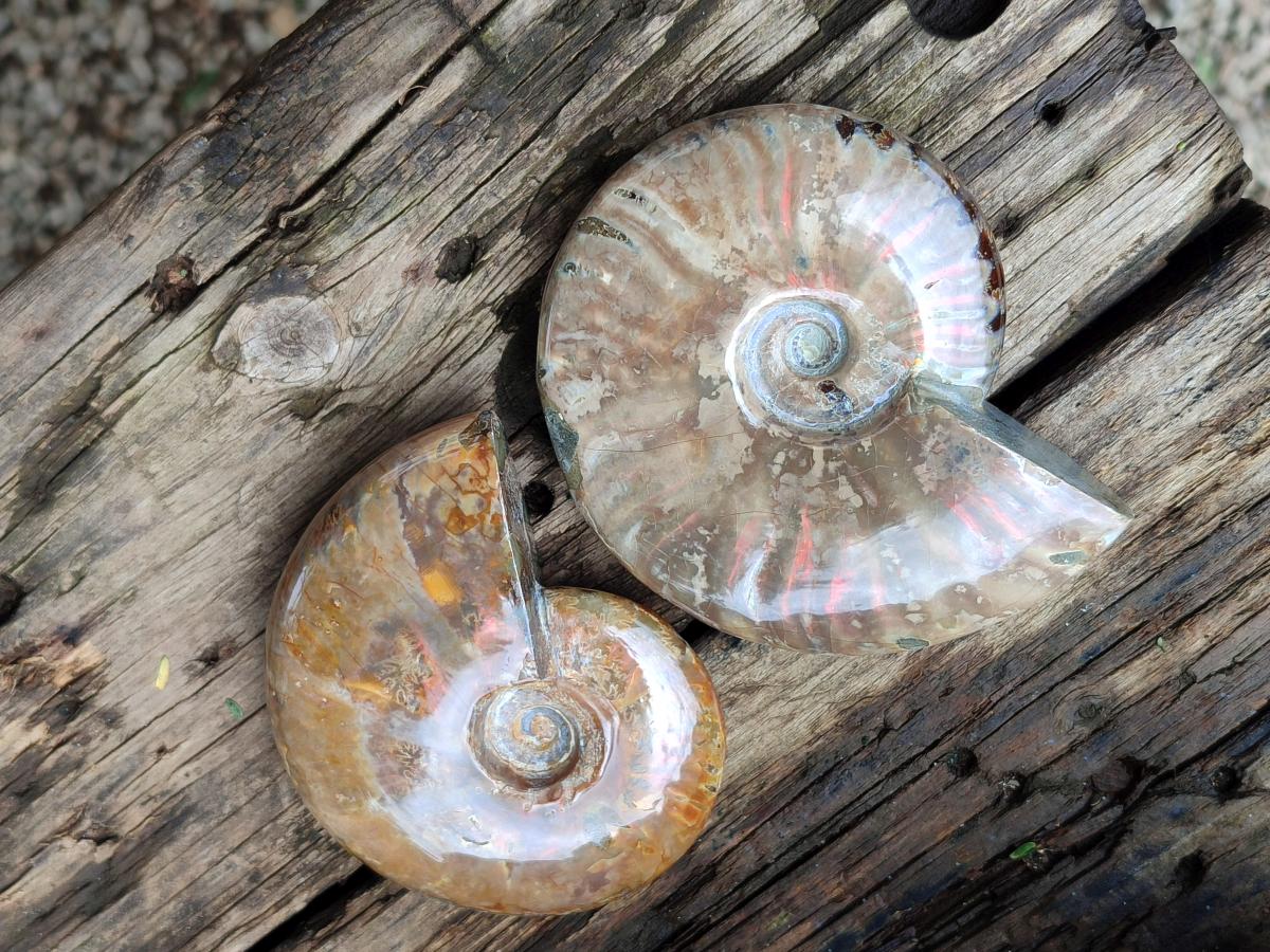 Polished Rare Red Ammolite Ammonite Fossils x 2 From Tulear, Madagascar