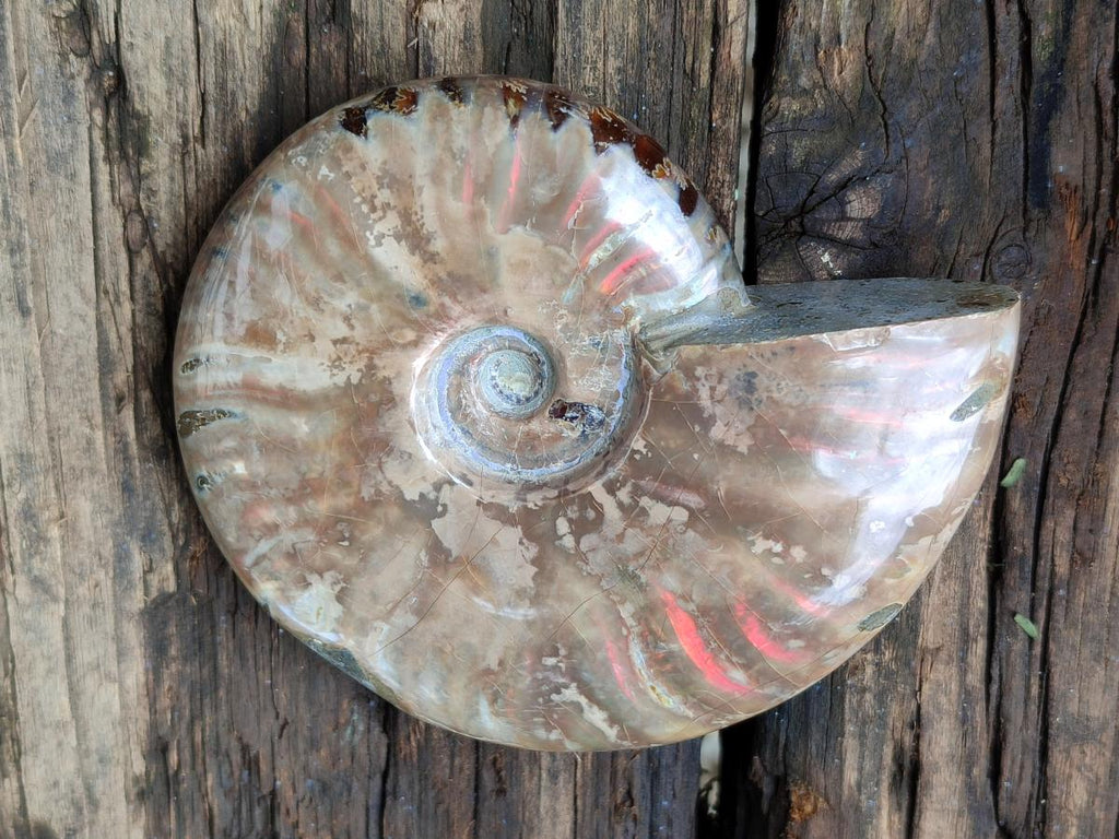 Polished Rare Red Ammolite Ammonite Fossils x 2 From Tulear, Madagascar