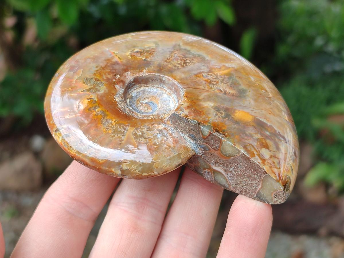 Polished Rare Red Ammolite Ammonite Fossils x 2 From Tulear, Madagascar