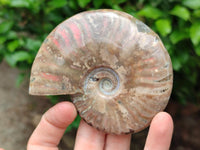 Polished Rare Red Ammolite Ammonite Fossils x 2 From Tulear, Madagascar