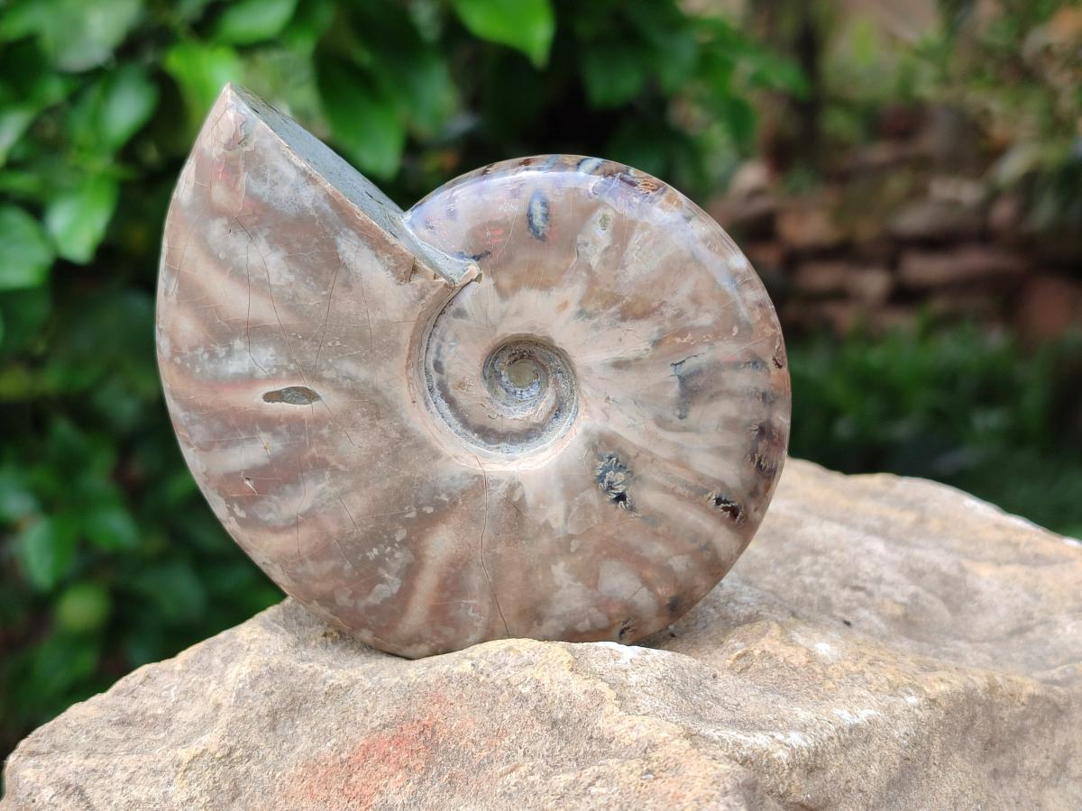 Polished Rare Red Ammolite Ammonite Fossils x 2 From Tulear, Madagascar