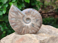 Polished Rare Red Ammolite Ammonite Fossils x 2 From Tulear, Madagascar