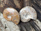 Polished Rare Red Ammolite Ammonite Fossils x 2 From Tulear, Madagascar