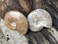 Polished Rare Red Ammolite Ammonite Fossils x 2 From Tulear, Madagascar