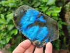 Polished On One Side Labradorite x 36 From Tulear, Madagascar