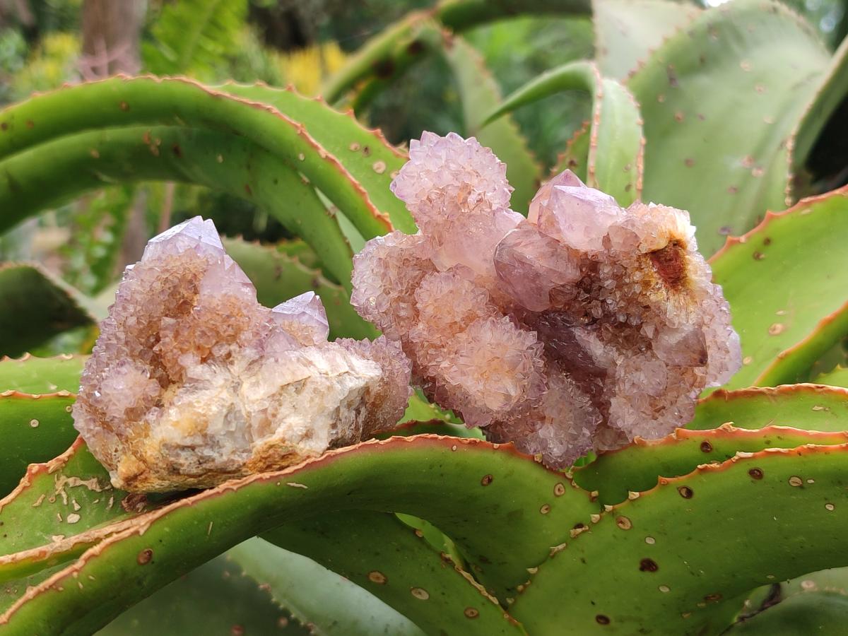 Natural Lilac Fairy Spirit Quartz Clusters x 6 From Boekenhouthoek, South Africa