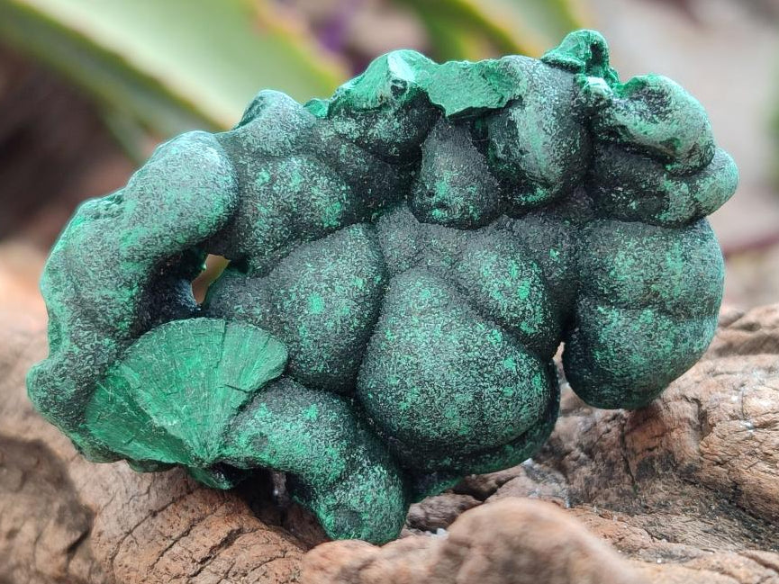 Natural Silky Malachite Specimens x 12 From Kasompe, Congo