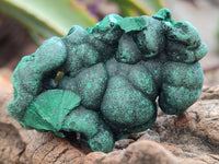 Natural Silky Malachite Specimens x 12 From Kasompe, Congo