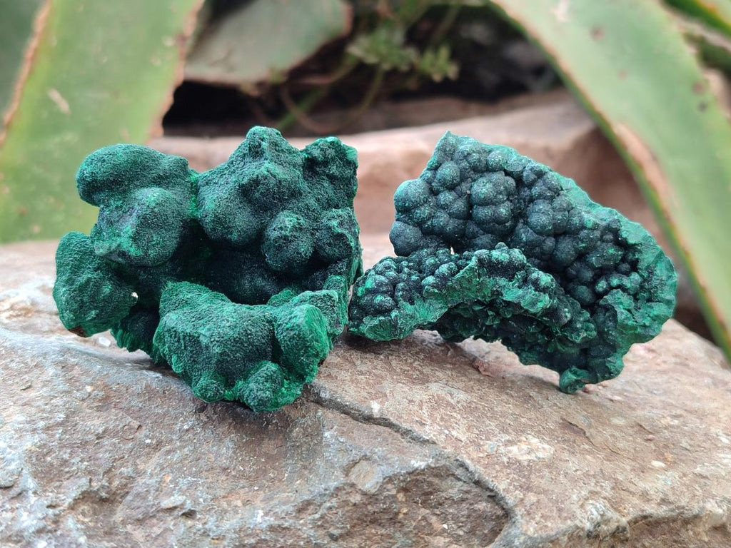 Natural Silky Malachite Specimens x 12 From Kasompe, Congo