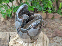 Polished Septerye Sauvage "Dragons Egg" Geode x 1 From Mahajanga, Madagascar