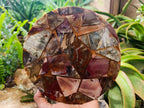 Hand Made Red Podocarpus Petrified Wood Conglomerate Plaques x 3 From Mahajanga, Madagascar - Toprock Gemstones and Minerals 