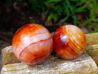 Polished Carnelian Agate Gemstone Spheres x 6 From Madagascar