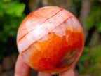 Polished Carnelian Agate Gemstone Spheres x 6 From Madagascar