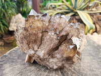 Natural Smokey Citrine Quartz Cluster with Phantoms x 1 From Luena, Congo