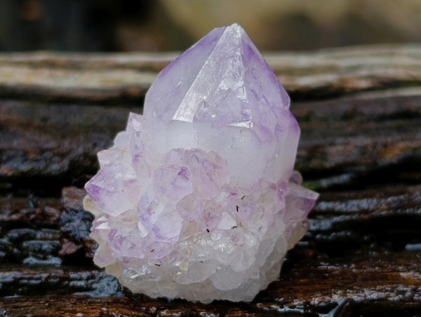 Natural Cactus Flower Smokey Amethyst Spirit Crystals x 70 From South Africa