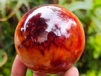 Polished Carnelian Agate Gemstone Spheres x 6 From Madagascar