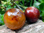 Polished Carnelian Agate Gemstone Spheres x 6 From Madagascar