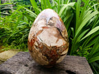 Polished Giant Podocarpus Petrified Wood Egg x 1 From Mahajanga, Madagascar