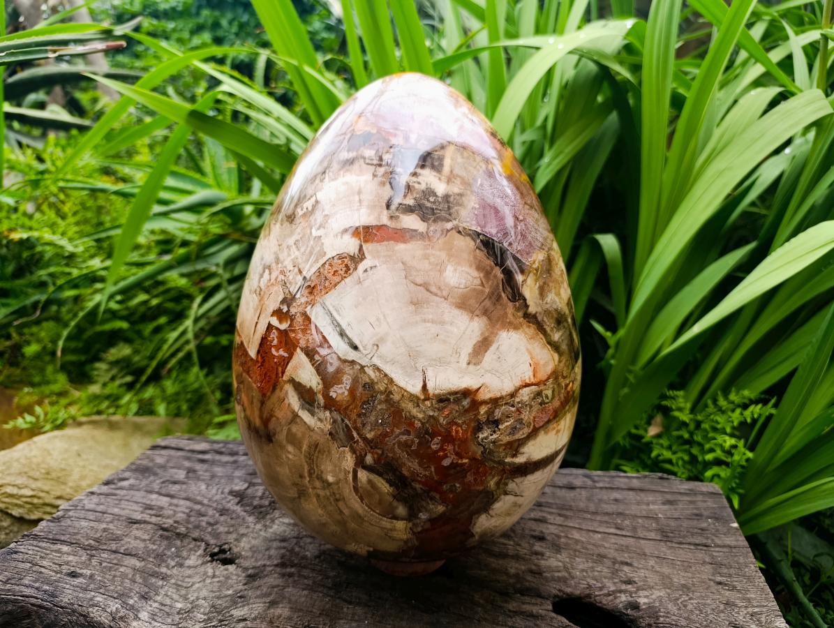 Polished Giant Podocarpus Petrified Wood Egg x 1 From Mahajanga, Madagascar