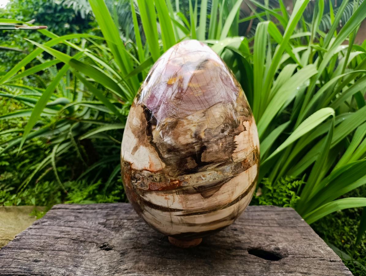 Polished Giant Podocarpus Petrified Wood Egg x 1 From Mahajanga, Madagascar