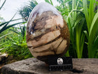 Polished Giant Podocarpus Petrified Wood Egg x 1 From Mahajanga, Madagascar