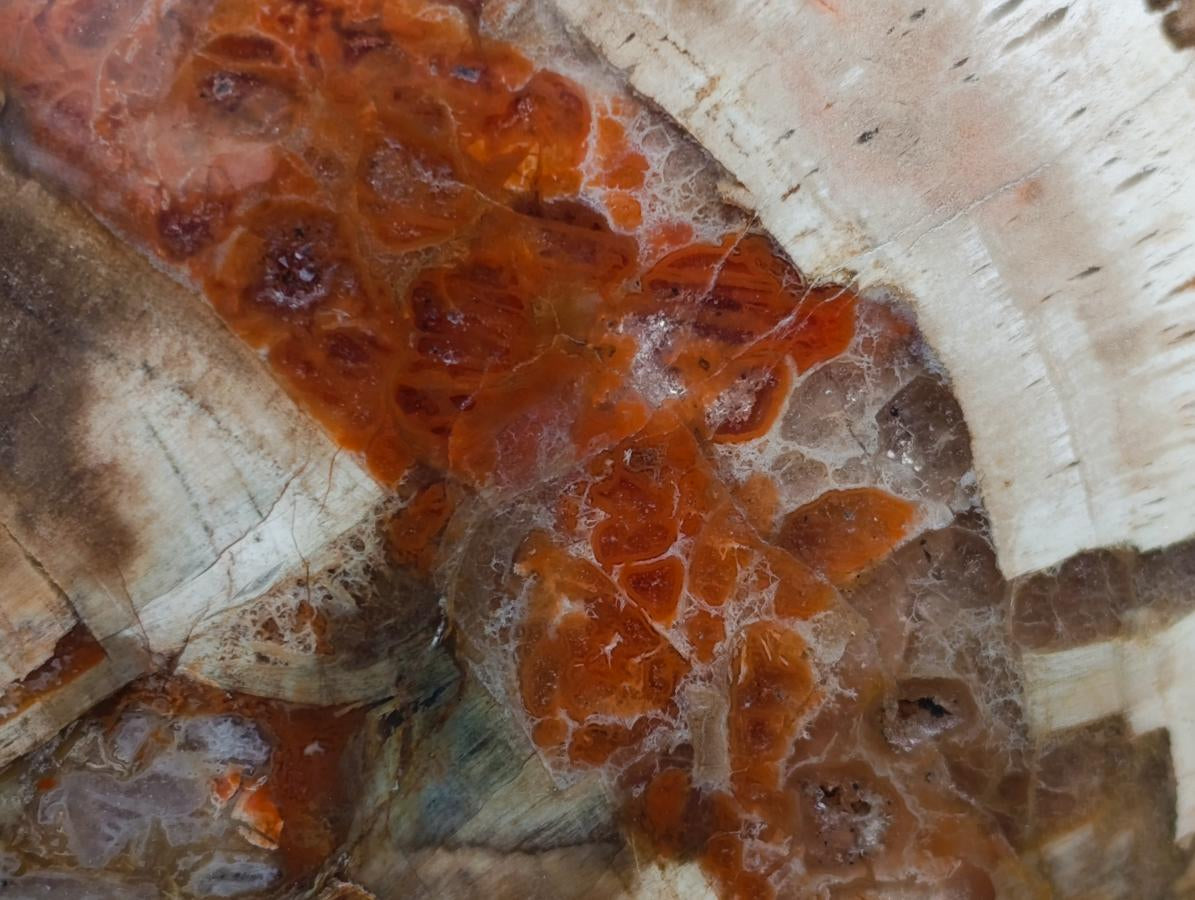 Polished Giant Podocarpus Petrified Wood Egg x 1 From Mahajanga, Madagascar