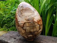 Polished Giant Podocarpus Petrified Wood Egg x 1 From Mahajanga, Madagascar
