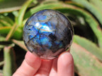 Polished Labradorite Spheres x 6 From Tulear, Madagascar