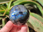 Polished Labradorite Spheres x 6 From Tulear, Madagascar