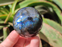 Polished Labradorite Spheres x 6 From Tulear, Madagascar