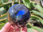 Polished Labradorite Spheres x 6 From Tulear, Madagascar