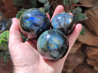 Polished Labradorite Spheres x 6 From Tulear, Madagascar