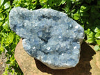 Natural Blue Celestite Specimen x 1 From Sakoany, Madagascar