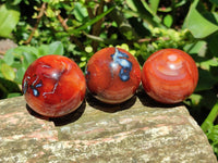 Polished Carnelian Agate Gemstone Spheres x 12 From Madagascar