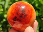 Polished Carnelian Agate Gemstone Spheres x 12 From Madagascar