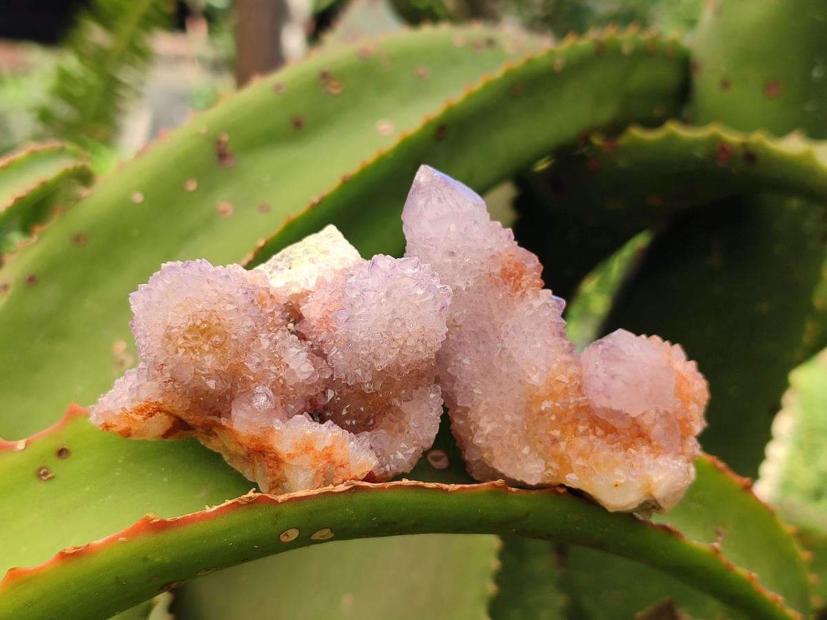 Natural Lilac Amethyst Spirit Crystal Clusters x 12 From Boekenhouthoek, South Africa