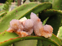 Natural Lilac Amethyst Spirit Crystal Clusters x 12 From Boekenhouthoek, South Africa