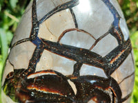 Polished Septerye Sauvage "Dragons Egg" Geode Standing Free Form x 1 From Mahajanga, Madagascar