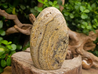 Polished Ocean Jasper Standing Free Forms x 3 From Northwest Coast, Madagascar