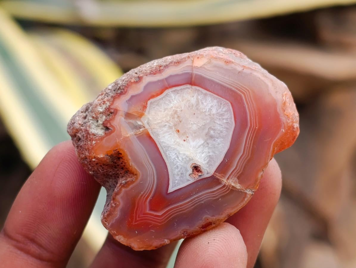 Polished Red Shashe River Agate Nodules x 39 From Shashe River, Zimbabwe