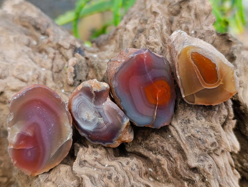 Polished Red Shashe River Agate Nodules x 39 From Shashe River, Zimbabwe